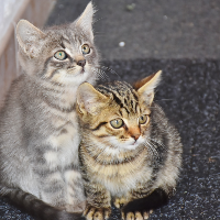 キャットフードの中でも開封後のウェットフードの保存は慎重に！