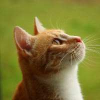 腎臓病の猫には療養食のウェットやキャットフードがお勧めです